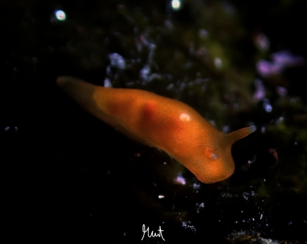 Vayssierea - Photo (c) mmtsub, some rights reserved (CC BY-NC), uploaded by mmtsub
