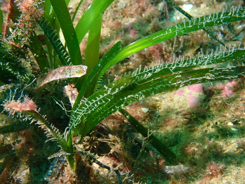 Tridentata perpusilla - Photo (c) Guillermo Alvarez Lerma, some rights reserved (CC BY-NC)