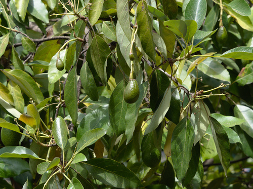 Avocado - Photo (c) Jaume Piera, some rights reserved (CC BY-NC)