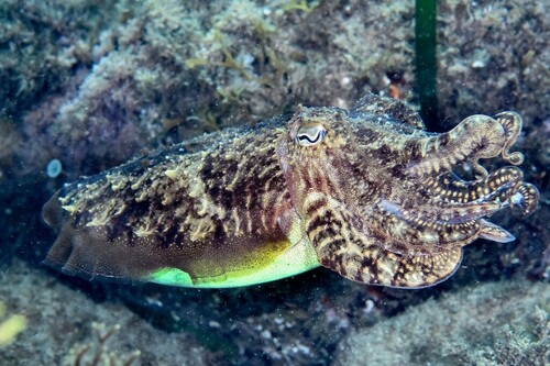 European Common Cuttlefish - Photo (c) xavi salvador costa, some rights reserved (CC BY-NC)
