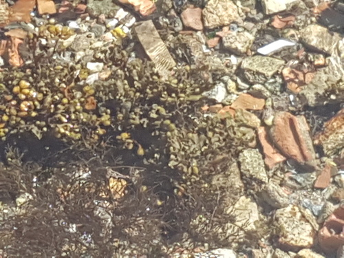 Vesicled Rockweeds - Photo (c) Jaume Piera, some rights reserved (CC BY-NC)