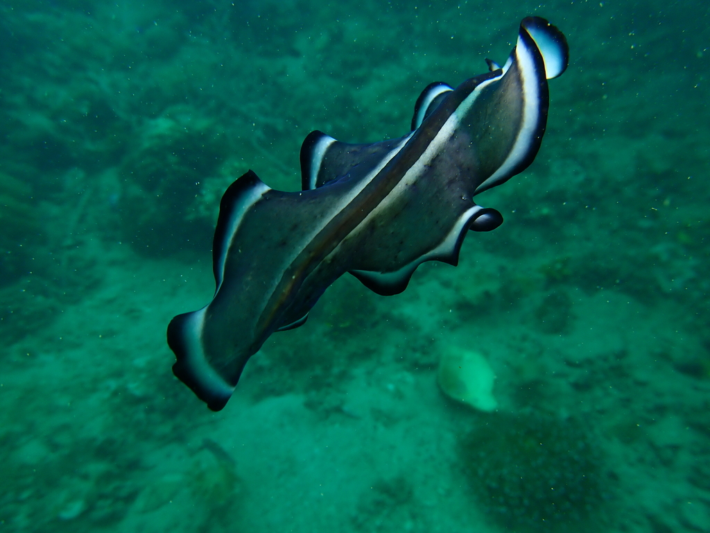 Nymphozoon - Photo (c) Edu, some rights reserved (CC BY-NC-SA), uploaded by Edu Alcaniz