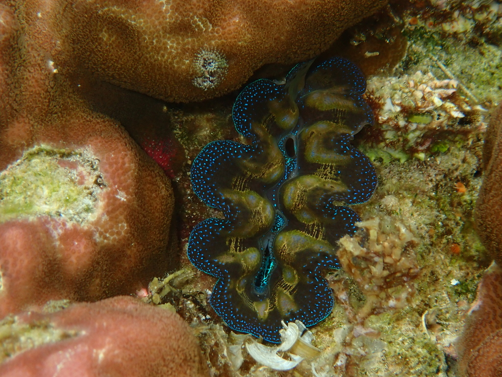 Giant Clams - Photo (c) Edu, some rights reserved (CC BY-NC-SA), uploaded by ealcaniz