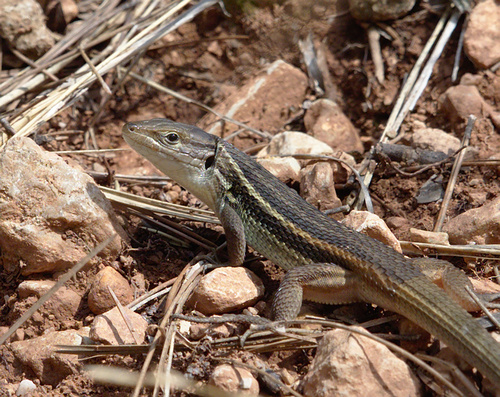 Large Psammodromus - Photo (c) Jaume Piera, some rights reserved (CC BY-NC)