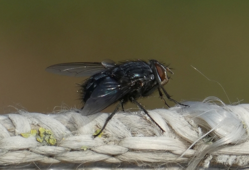 Blue Blowfly - Photo (c) mediambient_ajelprat, some rights reserved (CC BY-NC)