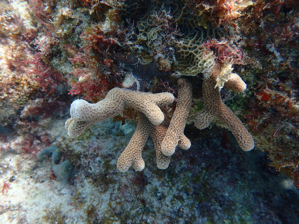 Finger Coral - Photo (c) Berta Companys Oliva, some rights reserved (CC BY-NC), uploaded by bertinhaco