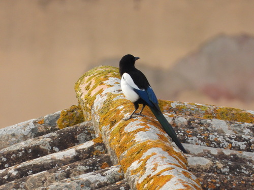 Downy Woodpecker - Photo (c) Vicenç Roig Vidal, some rights reserved (CC BY-NC)