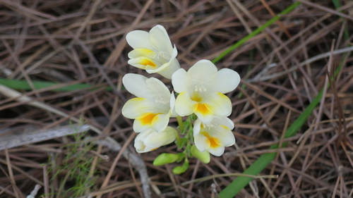 Freesias - Photo (c) mediambient_ajelprat, some rights reserved (CC BY-NC)