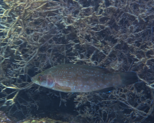 Brown Wrasse - Photo (c) oriol_d, all rights reserved