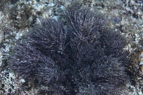 Halopteris scoparia - Photo (c) xavi salvador costa, some rights reserved (CC BY-NC)