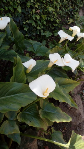 Calla Lily - Photo (c) argelaga, some rights reserved (CC BY-NC)