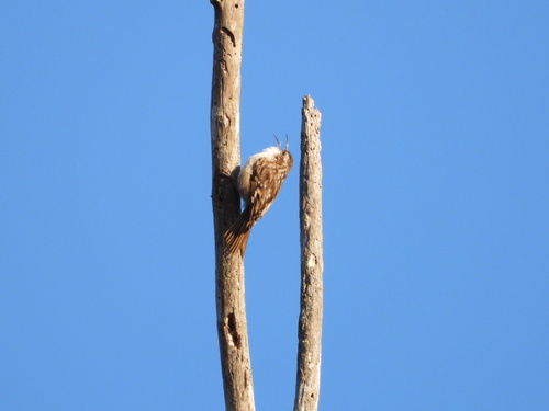 Short-toed Treecreeper - Photo (c) Vicenç Roig Vidal, some rights reserved (CC BY-NC)