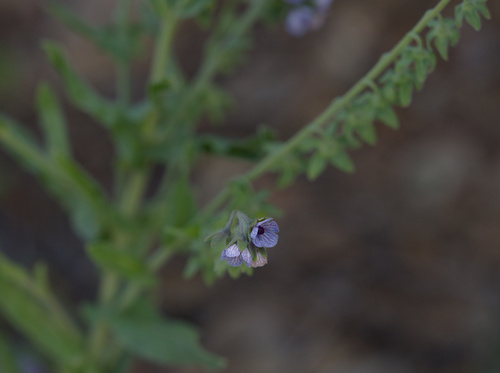 Blue Hound's-Tongue - Photo (c) Jaume Piera, some rights reserved (CC BY-NC)