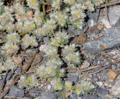 Algerian Tea - Photo (c) Jaume Piera, some rights reserved (CC BY-NC)