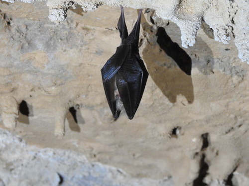 Lesser Horseshoe Bat - Photo (c) mestralet, some rights reserved (CC BY-NC)