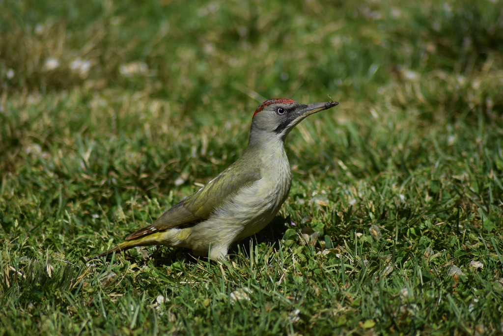 Iberian Green Woodpecker - Photo (c) patopi, some rights reserved (CC BY-NC-SA), uploaded by Cristina i Su