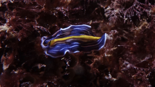 Prostheceraeus giesbrechtii - Photo (c) oriol_d, all rights reserved