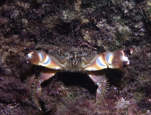 Warty Crab - Photo (c) oriol_d, all rights reserved