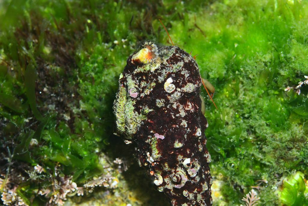 Serpula concharum - Photo (c) xavi salvador costa, some rights reserved (CC BY-NC), uploaded by xasalva