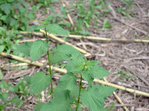 Great Stinging Nettle - Photo (c) Jaume Piera, some rights reserved (CC BY-NC)