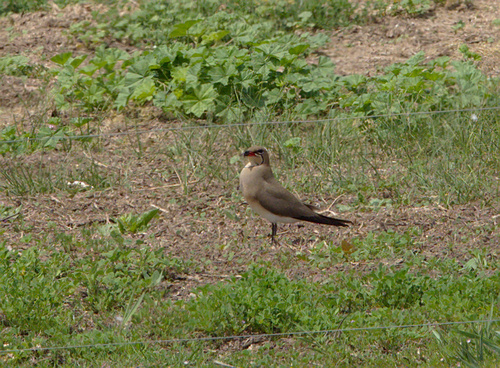 Collared Pratincole - Photo (c) Jaume Piera, some rights reserved (CC BY-NC)