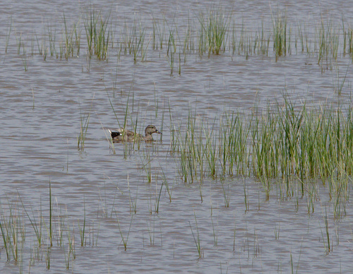 Gadwall - Photo (c) Jaume Piera, some rights reserved (CC BY-NC)