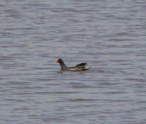 Common Moorhen - Photo (c) Jaume Piera, some rights reserved (CC BY-NC)