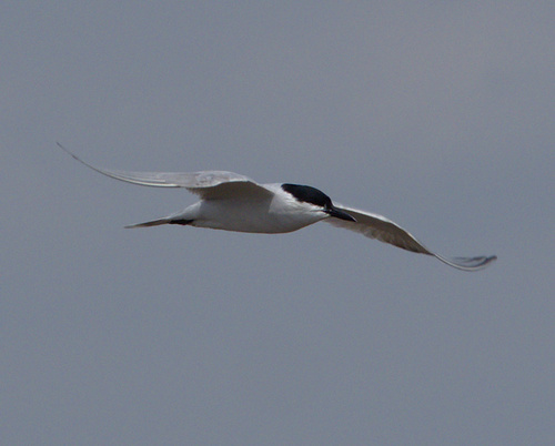 Gull-billed Tern - Photo (c) Jaume Piera, some rights reserved (CC BY-NC)