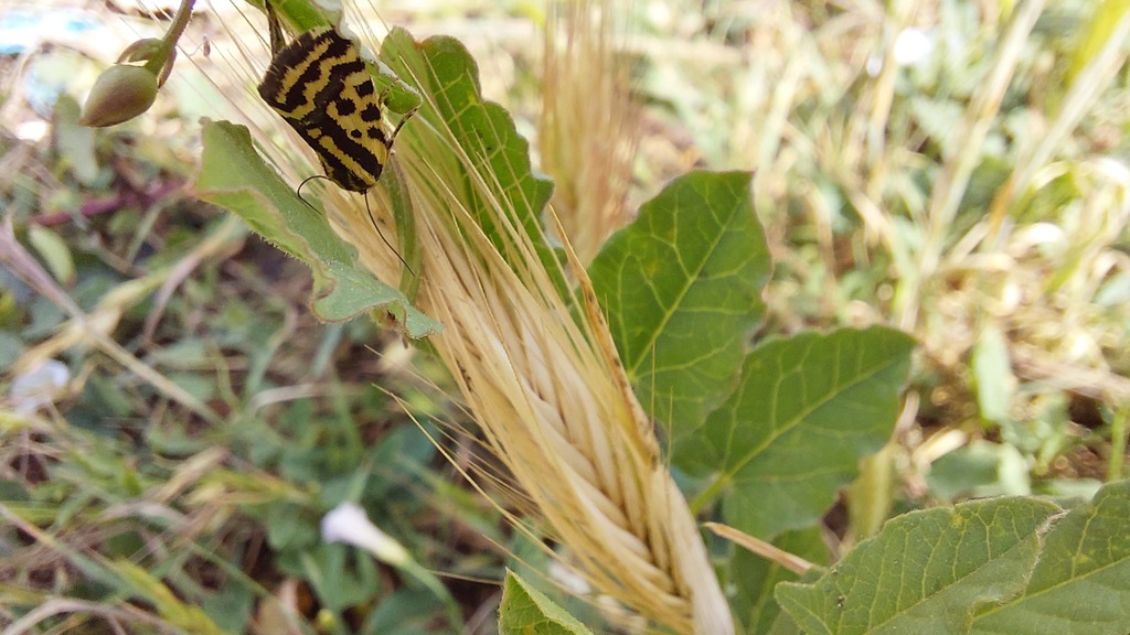 Spotted Sulphur - Photo (c) sonialinan, some rights reserved (CC BY-NC)