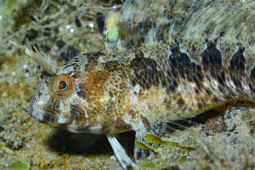 Tentacled Blenny - Photo (c) oriol_d, all rights reserved