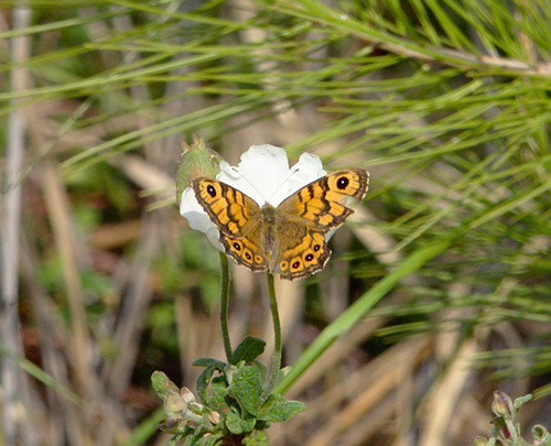 Wall Brown - Photo (c) Jaume Piera, some rights reserved (CC BY-NC)