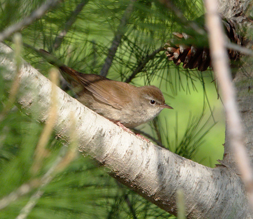 Cetti's Warbler - Photo (c) Jaume Piera, some rights reserved (CC BY-NC)