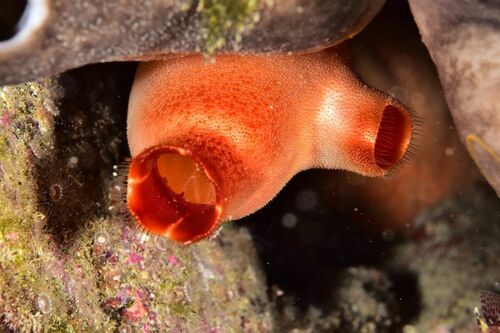 Red Sea Squirt - Photo (c) xavi salvador costa, some rights reserved (CC BY-NC)