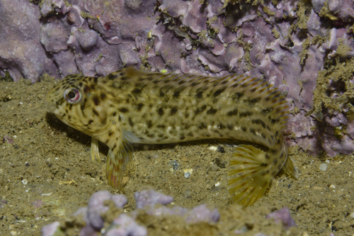 Rusty Blenny - Photo (c) oriol_d, all rights reserved