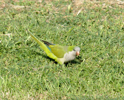 Monk Parakeet - Photo (c) Jaume Piera, some rights reserved (CC BY-NC)