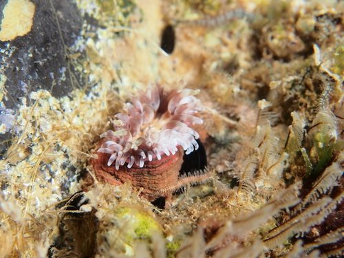 Telmatactis forskalii - Photo (c) xavi salvador costa, some rights reserved (CC BY-NC)