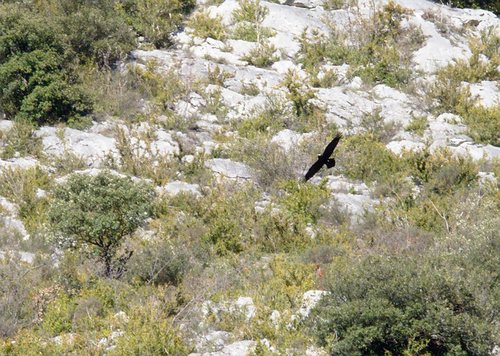 Common Raven - Photo (c) Jaume Piera, some rights reserved (CC BY-NC)