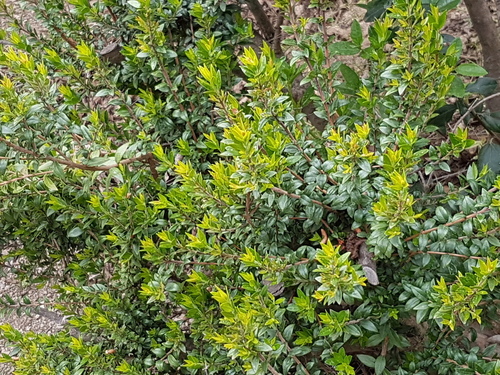 Myrtle - Photo (c) Jaume Piera, some rights reserved (CC BY-NC)