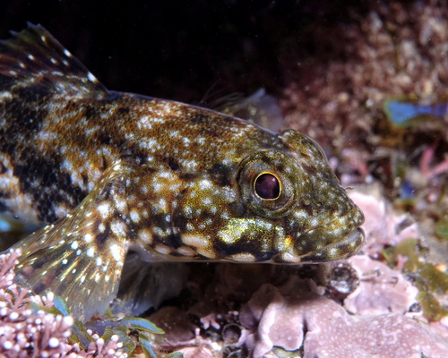 Giant Goby - Photo (c) oriol_d, all rights reserved