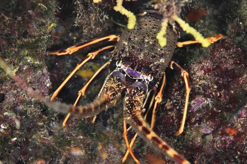 European Spiny Lobster - Photo (c) xavi salvador costa, some rights reserved (CC BY-NC)