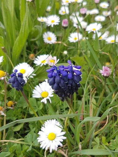 Grape Hyacinths - Photo (c) Jaume Piera, some rights reserved (CC BY-NC)