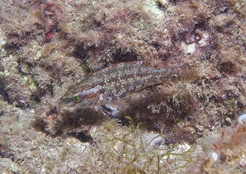 Five-spotted Wrasse - Photo (c) oriol_d, all rights reserved
