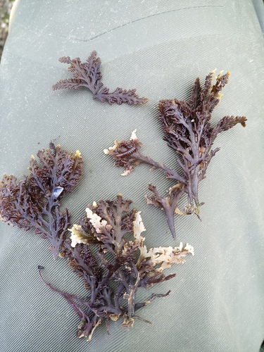 Pepper Dulse - Photo (c) Joana Pereira, all rights reserved