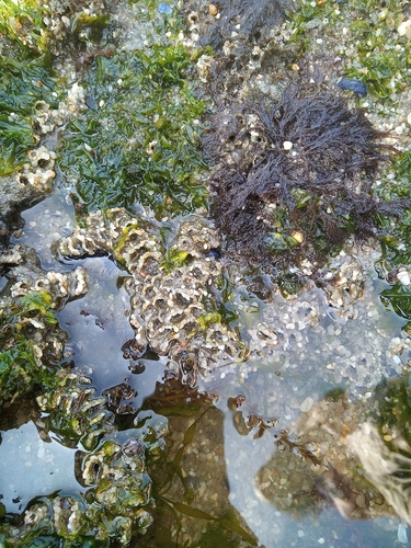 Honeycomb Worm - Photo (c) Joana Pereira, all rights reserved