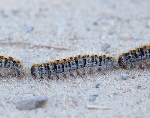 Pine Processionary-Moth - Photo (c) Jaume Piera, some rights reserved (CC BY-NC)