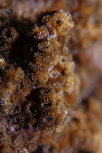 Oculina patagonica - Photo (c) oriol_d, all rights reserved