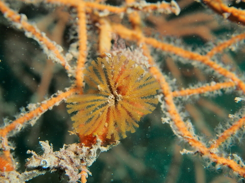 Bugulina - Photo (c) xavi salvador costa, some rights reserved (CC BY-NC)