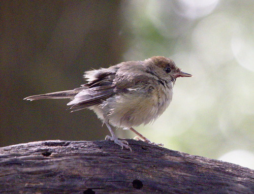Eurasian Blackcap - Photo (c) Jaume Piera, some rights reserved (CC BY-NC)