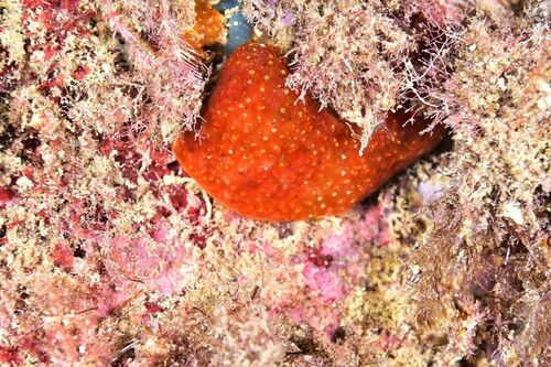 Pseudodistoma crucigaster - Photo (c) xavi salvador costa, some rights reserved (CC BY-NC)