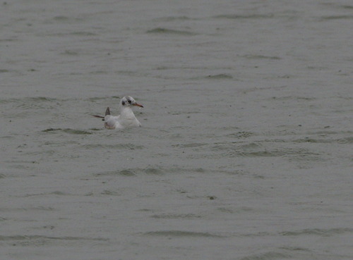 Black-headed Gull - Photo (c) Jaume Piera, some rights reserved (CC BY-NC)
